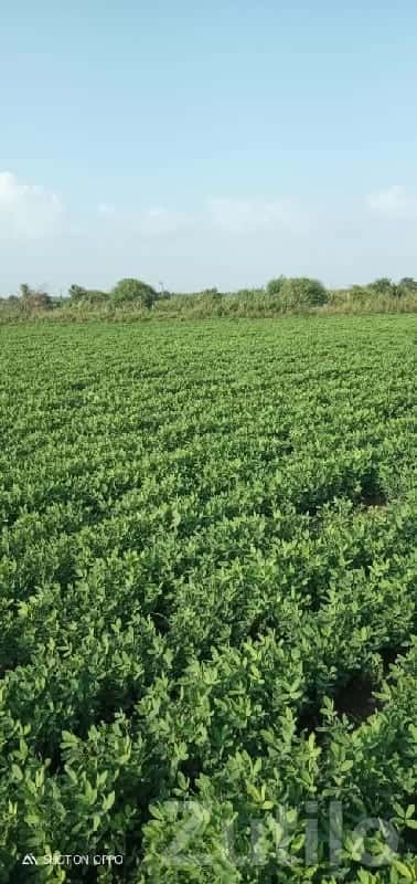 16 Vigha Fertile Farm Land with Water 16 Vigha Fertile Farm Land with Water