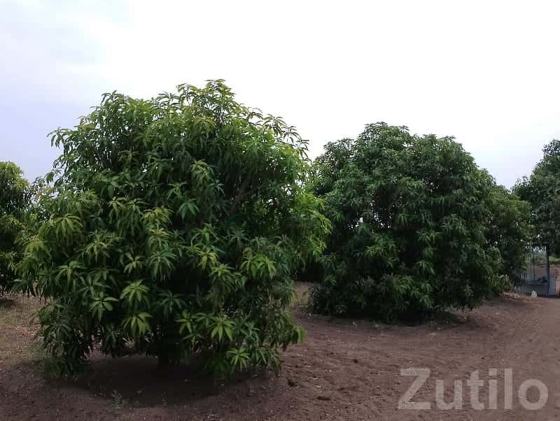 Dhari Fertile Mango Farmland Plot Dhari Fertile Mango Farmland Plot