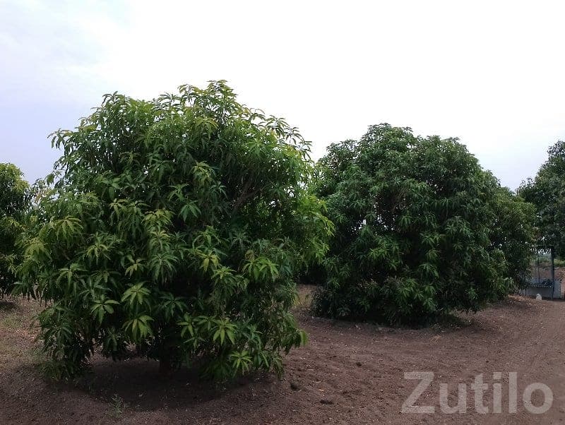 Dhari Fertile Mango Farmland Plot