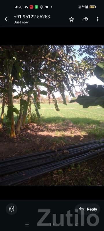 Mango Orchard Farmland Plot for Sale Mango Orchard Farmland Plot for Sale