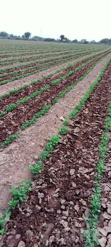 Fertile Agriculture Land for Sale Fertile Agriculture Land for Sale