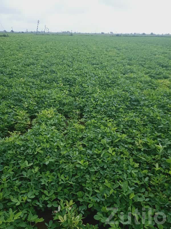 Fertile Green Farmland Plot in Kutiyana Fertile Green Farmland Plot in Kutiyana