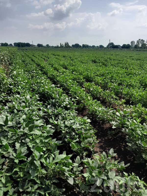 23.5 Vigha Fertile Farm Land with Well 23.5 Vigha Fertile Farm Land with Well