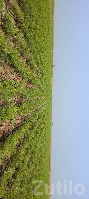 Fertile Green Agricultural Land Mangrol Fertile Green Agricultural Land Mangrol