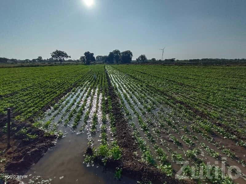 17 Vigha Fertile Farm Land Bhanvad 17 Vigha Fertile Farm Land Bhanvad
