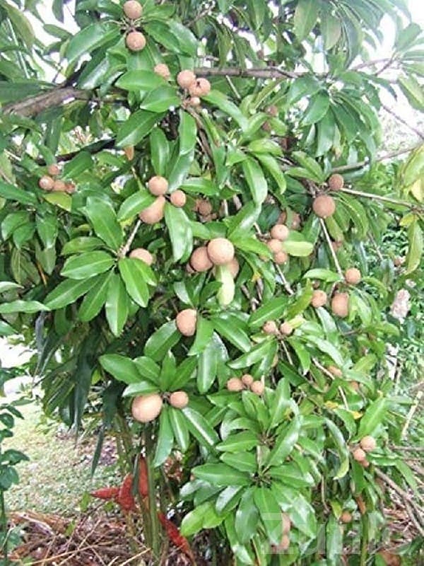 Talala Fertile Land with Chickoo Trees - Land & Plots - Talala - Image 1