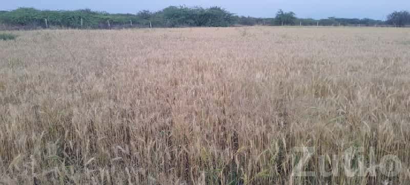 10.5 Vigha Fertile Agricultural Land Talala 10.5 Vigha Fertile Agricultural Land Talala