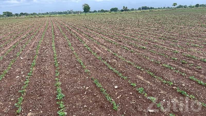Fertile Agricultural Land Near Morjar Patia Fertile Agricultural Land Near Morjar Patia
