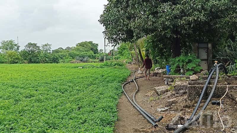 12 Bigha Green Agricultural Land Talala 12 Bigha Green Agricultural Land Talala