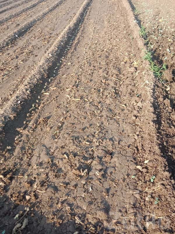 Savarkundla Fertile Agricultural Land Savarkundla Fertile Agricultural Land