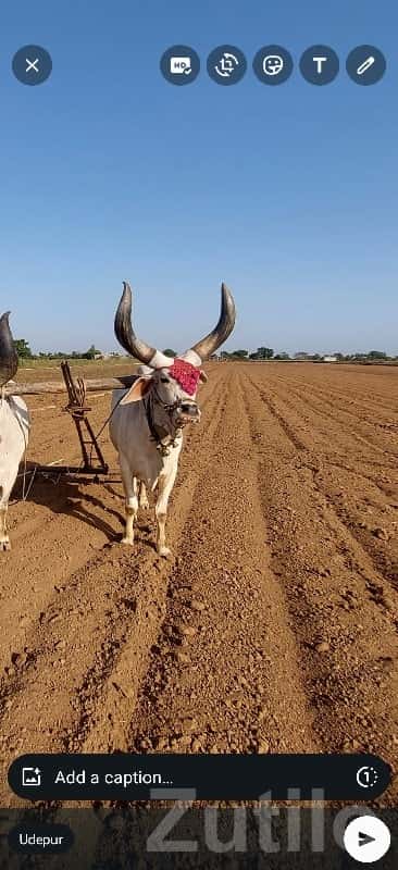 Fertile Agricultural Land Plot in Keshod Fertile Agricultural Land Plot in Keshod