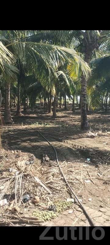 Talala Coconut Farm Land for Sale Talala Coconut Farm Land for Sale