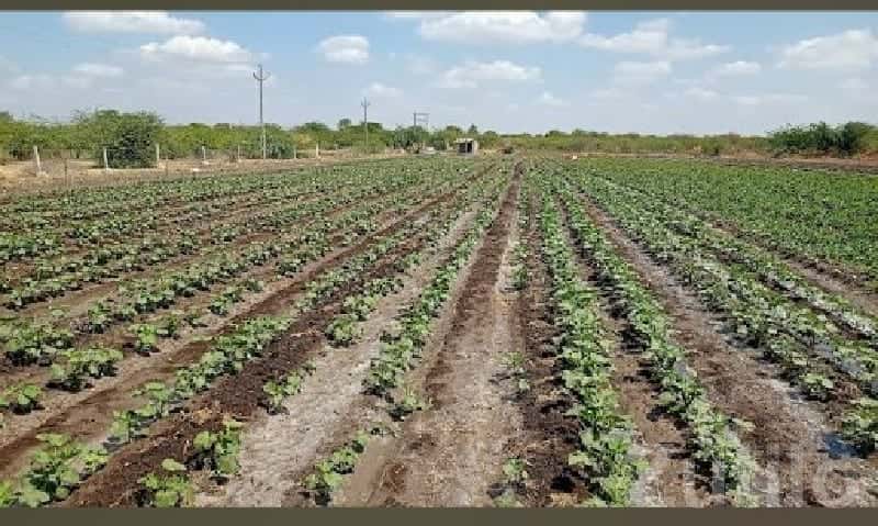 10.5 Vigha Fertile Agriculture Land Talala 10.5 Vigha Fertile Agriculture Land Talala