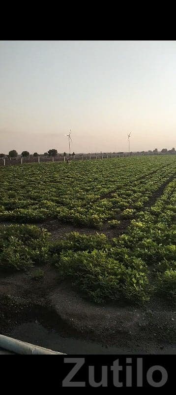 7 Bigha Fertile Agriculture Land Jamjodhpur - જમીન અને પ્લોટ - જામજોધપુર - Image 1