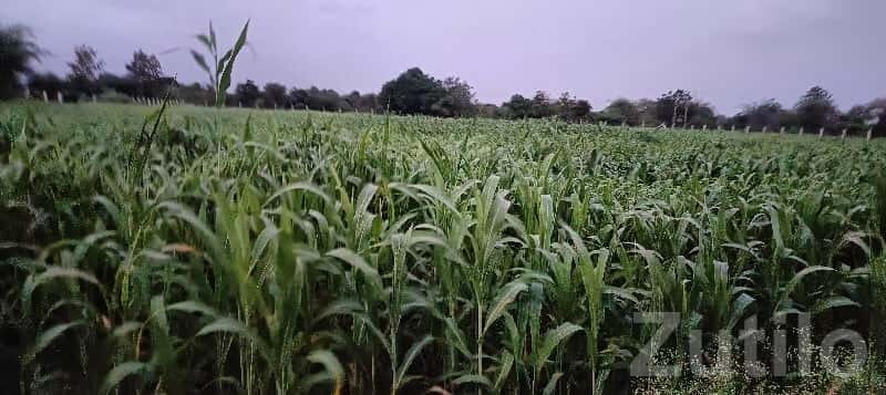 Green Farm House Plot for Sale, Mendarda Green Farm House Plot for Sale, Mendarda