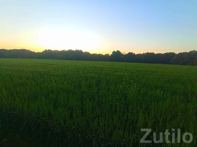 7 Vigha Green Farmland Plot for Sale 7 Vigha Green Farmland Plot for Sale