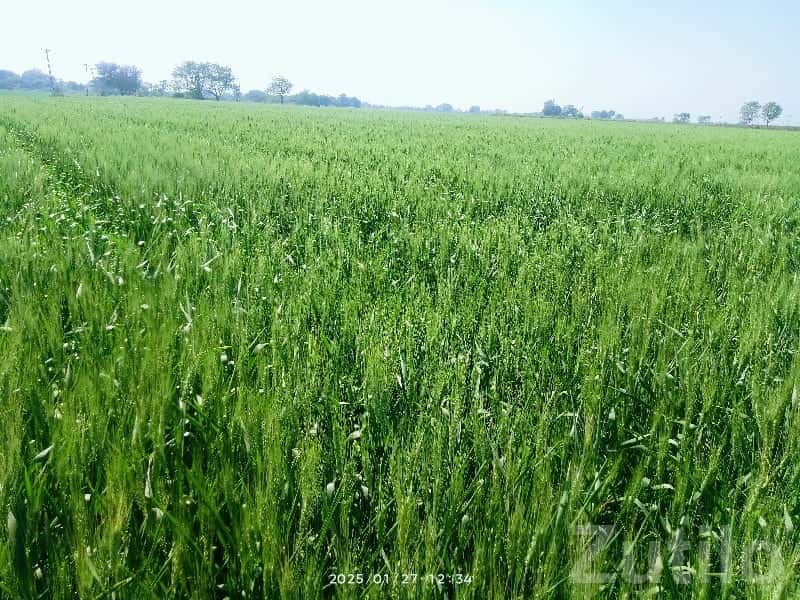 Fertile Irrigated Farmland for Sale Fertile Irrigated Farmland for Sale