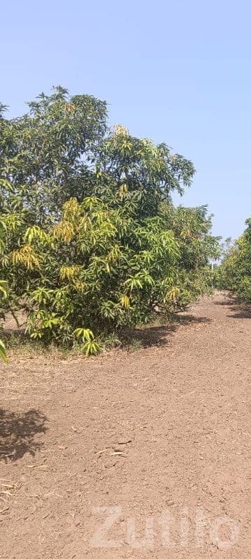 Dhari 20 Vigha Mango Farmland Plot