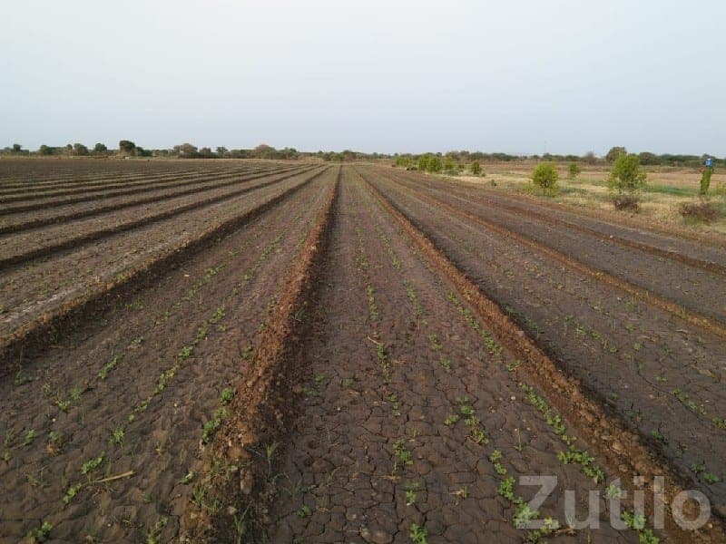 Fertile Agricultural Land Near Shiva Road