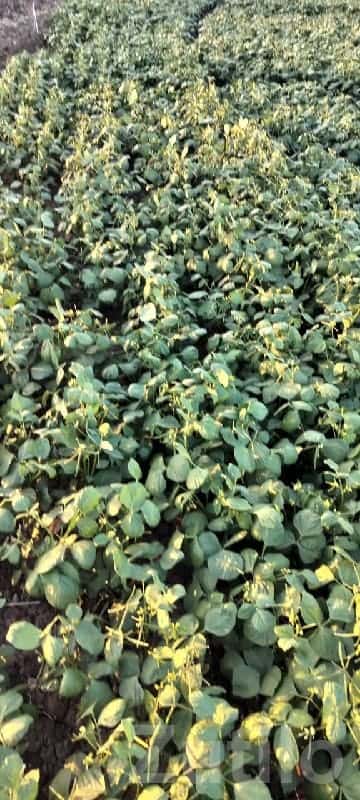 18 Bigha Fertile Agriculture Land Sale 18 Bigha Fertile Agriculture Land Sale