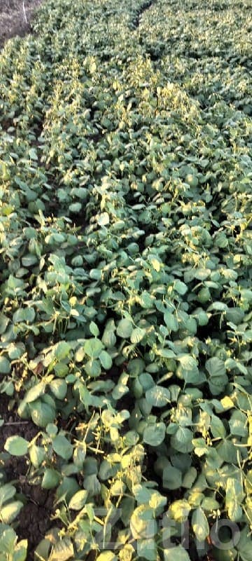 18 Bigha Fertile Agriculture Land Sale