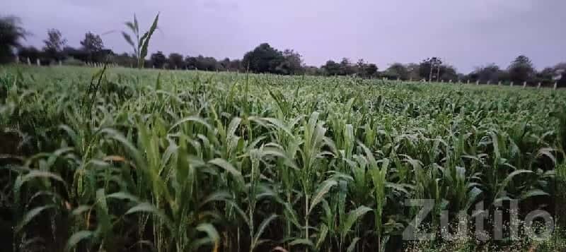 Fertile Agricultural Land in Mendarda Fertile Agricultural Land in Mendarda