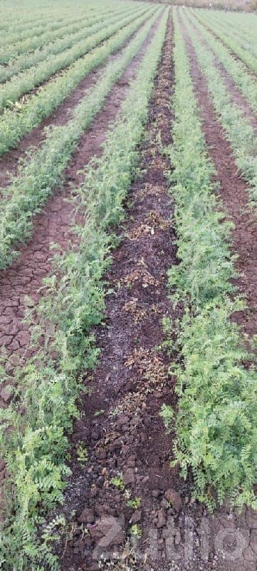 Fertile Agricultural Land Wanted - Land & Plots - Jamjodhpur - Image 1