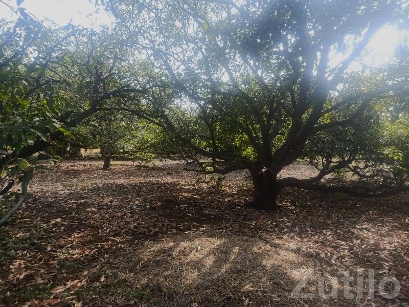 Talala Fertile Agricultural Orchard Land - Land & Plots - Talala - Image 1