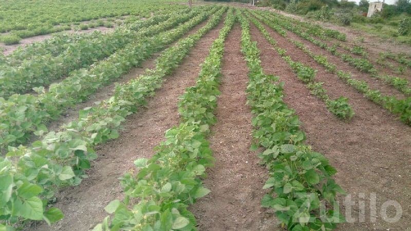 Fertile Agricultural Land in Rajkot - Land & Plots - Rajkot City - Image 1