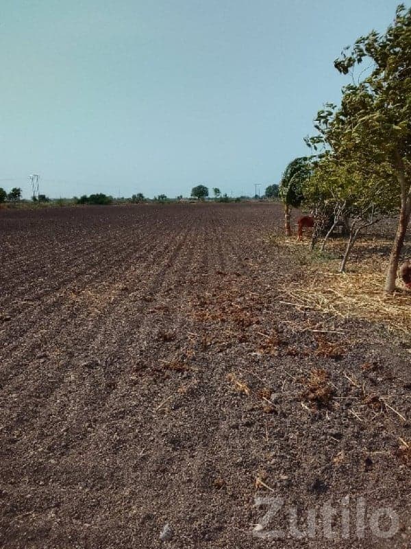 Fertile Agricultural Land in Rajkot - Land & Plots - Rajkot City - Image 1
