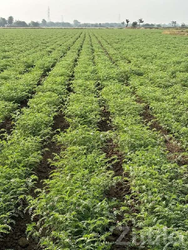 Fertile Agricultural Land in Kutiyana Fertile Agricultural Land in Kutiyana