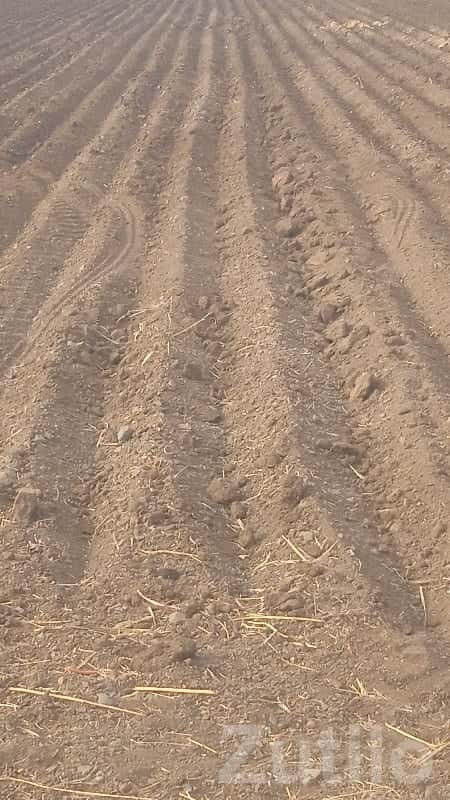 Fertile Agricultural Land in Visavadar Fertile Agricultural Land in Visavadar