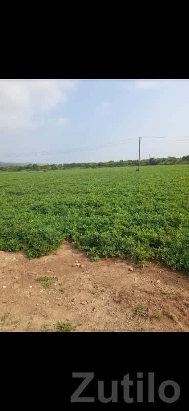 Fertile Green Agricultural Land Plot Fertile Green Agricultural Land Plot