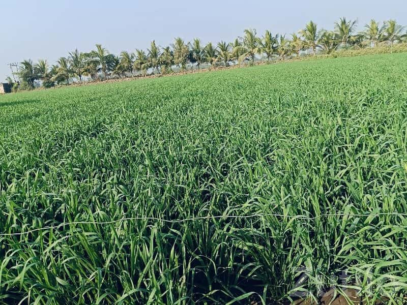 Irrigated Green Farmland for Sale Irrigated Green Farmland for Sale