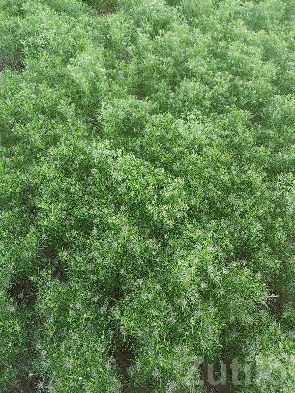 40 Vigha Fertile Agricultural Land 40 Vigha Fertile Agricultural Land