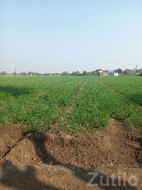 Fertile Agricultural Land in Jamjodhpur Fertile Agricultural Land in Jamjodhpur