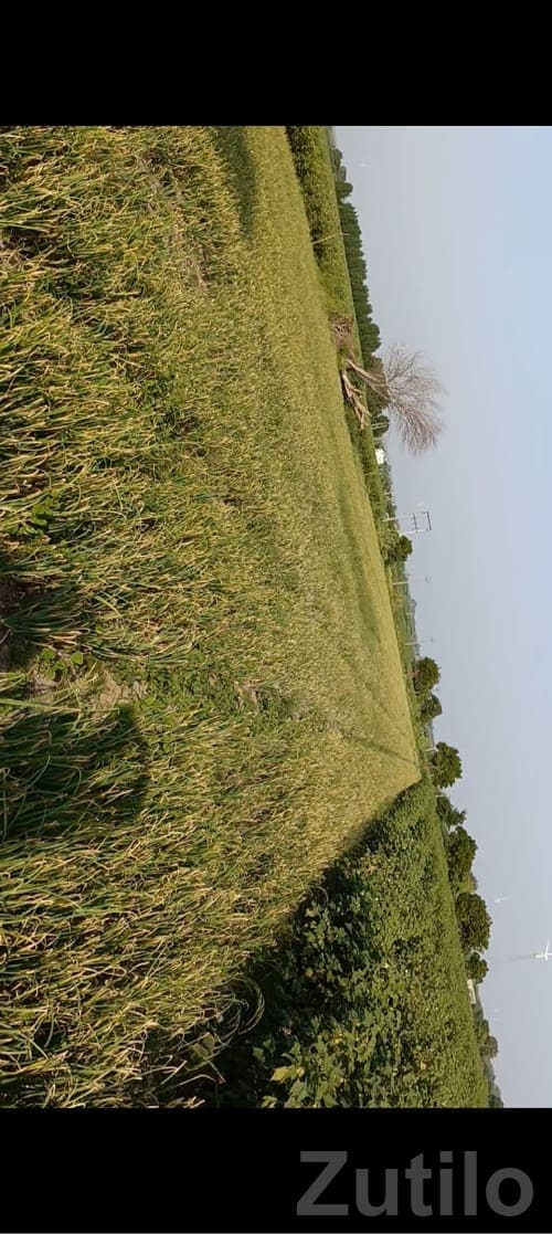 Fertile Agricultural Land in Kutch Fertile Agricultural Land in Kutch