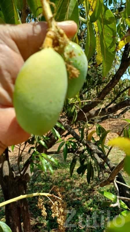 Fertile Mango Orchard Land for Sale Fertile Mango Orchard Land for Sale