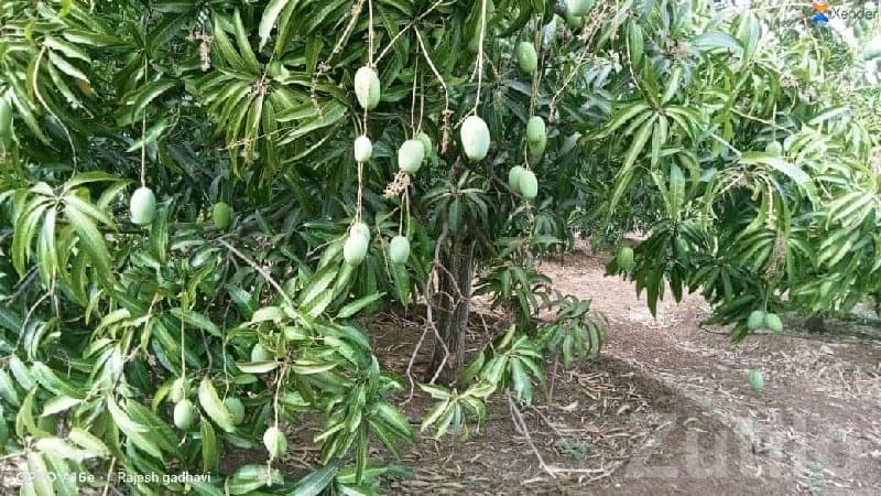 Talala Mango Orchard Agricultural Land