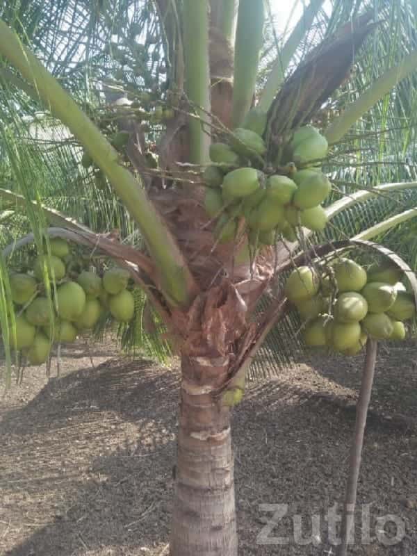 Fertile Coconut Farm Land for Sale Fertile Coconut Farm Land for Sale