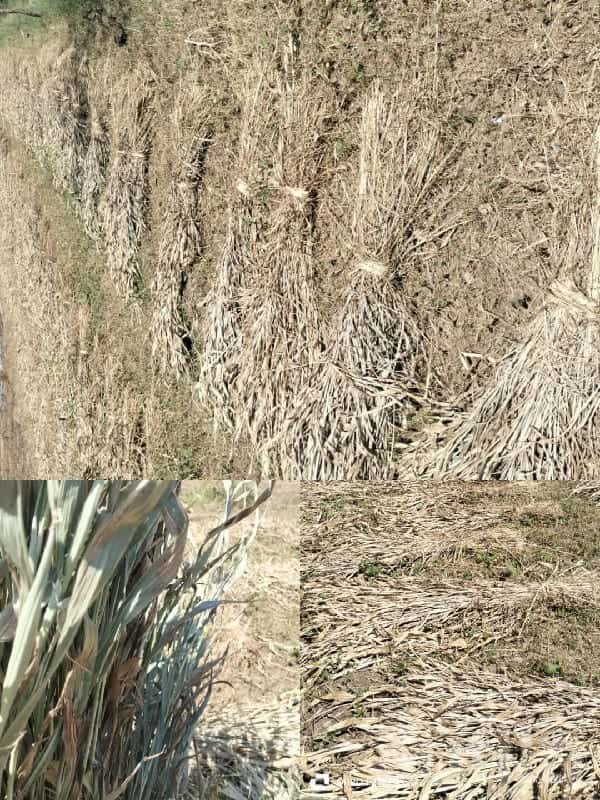 Old Condition Agricultural Land for Sale Old Condition Agricultural Land for Sale