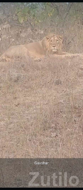 Wildlife View Land Plot near Forest Belt