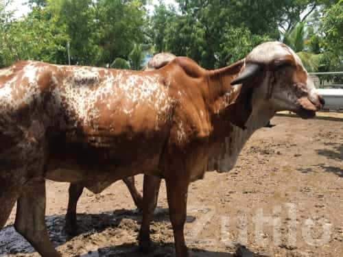 Fertile Agricultural Land for Lease Fertile Agricultural Land for Lease