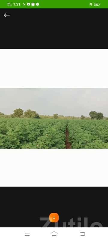 40 Vigha Road Touch Fertile Farm Land 40 Vigha Road Touch Fertile Farm Land