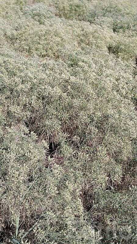 Fertile Agricultural Land for Sale - Land & Plots - Khambhalia - Image 1