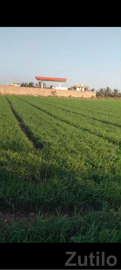 Fertile Roadside Agricultural Land Plot - Land & Plots - Jamjodhpur - Image 1