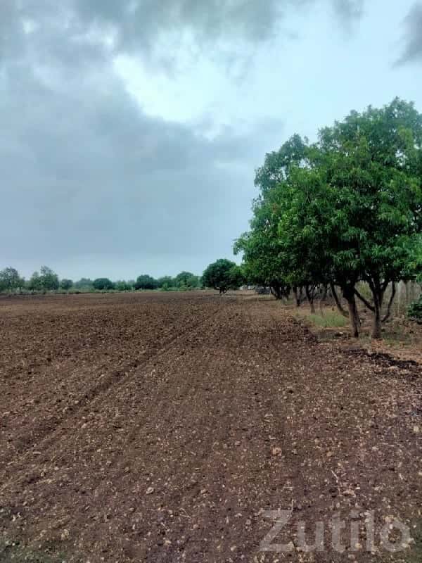 Fertile Agricultural Land in Lilva Gir Fertile Agricultural Land in Lilva Gir