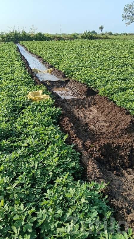 20 Vigha Fertile Agriculture Land Nearby Village 20 Vigha Fertile Agriculture Land Nearby Village