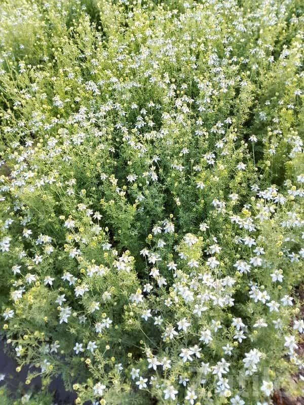 17.50 Vigha Fertile Agricultural Land 17.50 Vigha Fertile Agricultural Land