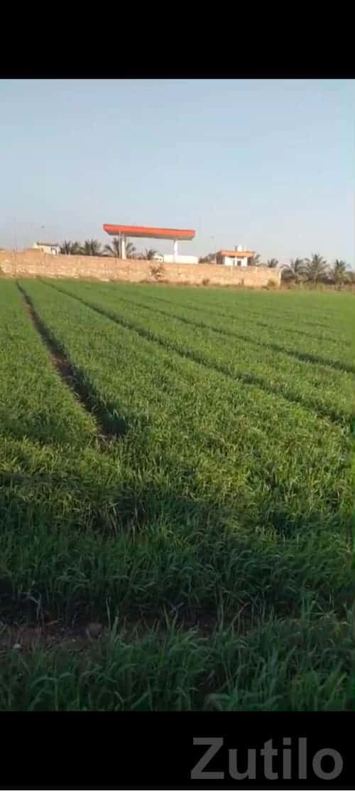 Hadmatiya 8 Vigha Fertile Farm Land Plot Hadmatiya 8 Vigha Fertile Farm Land Plot